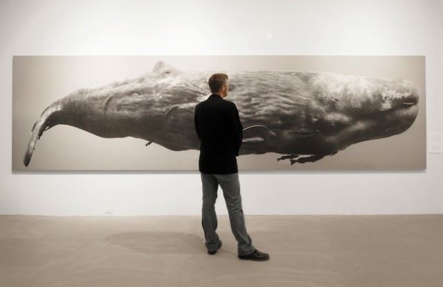 bryantaustinbeautifulwhale1