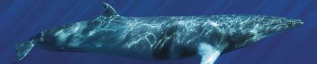 bryantaustinbeautifulwhale11