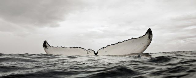 bryantaustinbeautifulwhale12
