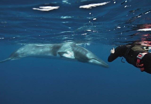 bryantaustinbeautifulwhale13