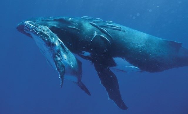bryantaustinbeautifulwhale3