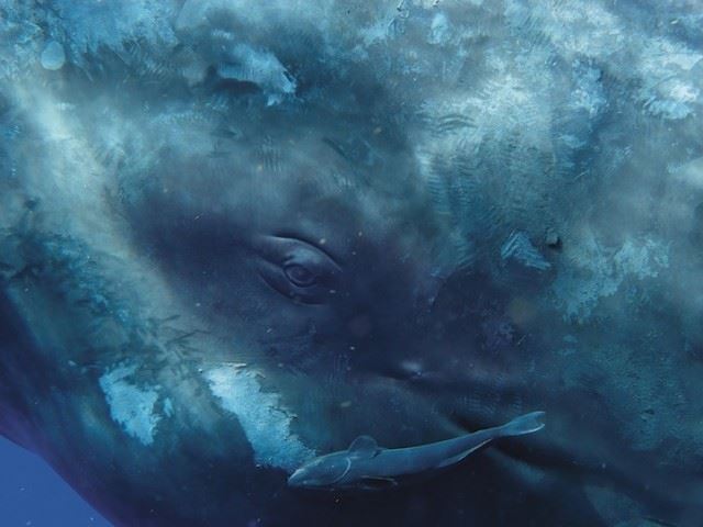 bryantaustinbeautifulwhale4