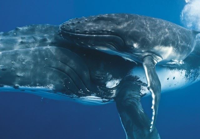 bryantaustinbeautifulwhale5