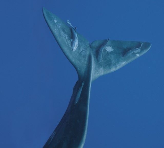 bryantaustinbeautifulwhale6