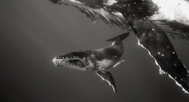 bryantaustinbeautifulwhale7