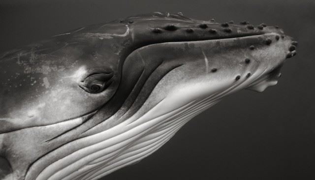 bryantaustinbeautifulwhale8