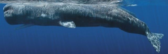 bryantaustinbeautifulwhale9